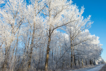 Snow-covered silver trees against blue sky