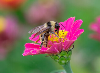 Afternoon Snack Nectar Collection