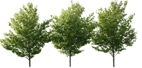 Three lush green trees, full canopy