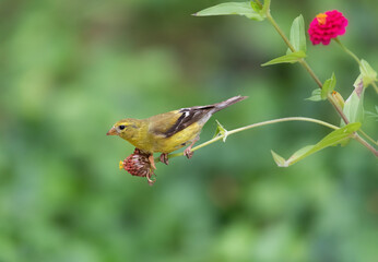 goldfinch on zinnia