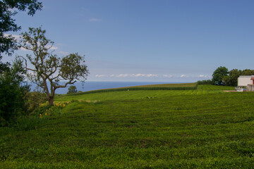 archipel, îles des açores, portugal