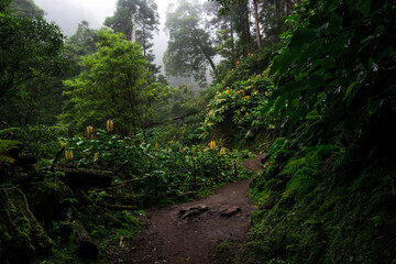 archipel, îles des açores, portugal