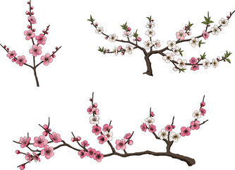 Cherry blossom branch, pink and white flowers, green leaves detail, spring floral design, Japanese sakura artwork, seasonal botanical element, flat vector illustration