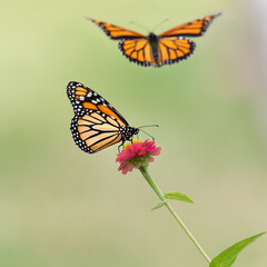two monarch butterfly on purple flower
