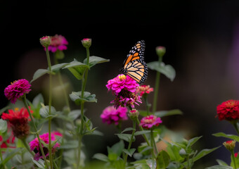 monarch butterfly on purple flower