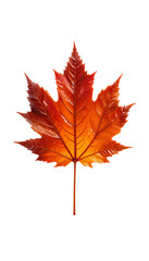  hotorealistic Autumn Maple Leaf autumn maple leaf