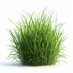 Obraz premium Lush green grass isolated on white.