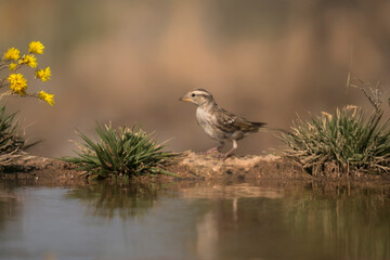 A sparrow walking by the edge of a pond with grass, showing its natural reflection.