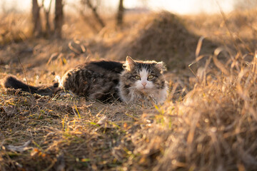A cat resting on dry late-autumn grass, looking directly at the camera, bathed in the warm golden light of the setting sun, creating a cozy and tranquil atmosphere.