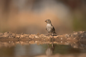 A juvenile sparrow perched on a branch above water, reflected on the pond’s surface.