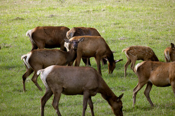 Cows Elk Red Deer cross farm raised grazing in a herd