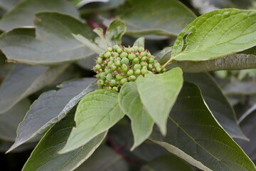 Wayfaring tree (Viburnum lantana) with green berries among leaves in close-up — natural beauty of wild flora
