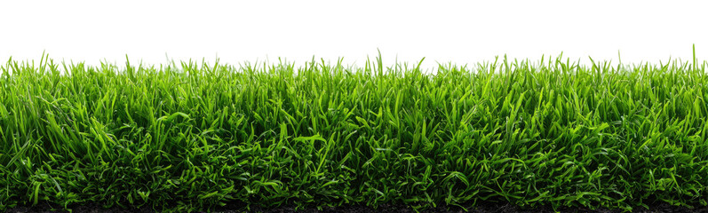 Fototapeta premium Lush green grass field (6)