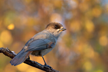 A cute northern passerine bird species, Siberian jay, Perisoreus infaustus, in golden light during autumn foliage in Kuusamo, Northern Finland, Europe