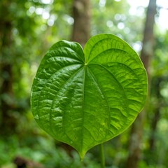 Heart-shaped green leaf in forest