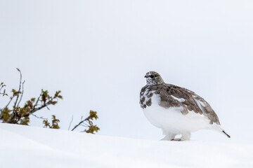 Beautiful bird of northern regions, Rock ptarmigan, Lagopus muta standing on first snow in the autumn in Northern Finland, Europe