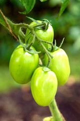 Close-up view of a cluster of unripe green tomatoes on a vine