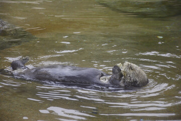 Fototapeta premium Floating Pacific Sea Otter - Point Defiance Zoo
