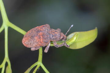 Brown weevil feeding on fresh green leaf bud