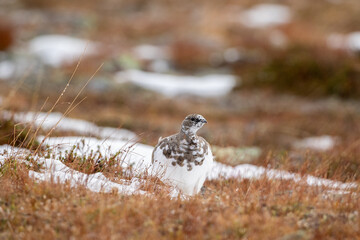 Beautiful bird, Rock ptarmigan, Lagopus muta during the time of autumn foliage and first snow in Northern Finland, Europe