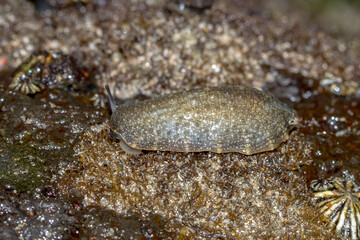Leathery sea slug crawling across intertidal rock