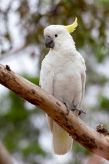 White Cockatoo Perched on Tree Branch