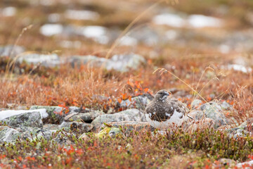 Beautiful bird, Rock ptarmigan, Lagopus muta during the time of autumn foliage and first snow in Northern Finland, Europe