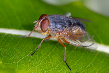 Close Up of Blowfly with Shiny Body