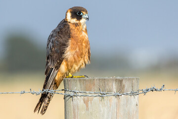 Closeup of Australian Hobby Bird of Prey Resting