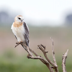Black-shouldered Kite Juvenile Resting on a Branch