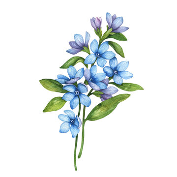 Set of watercolor tweedia flowers, floral elements isolated on white background, hand drawn illustration, botanical clipart. 