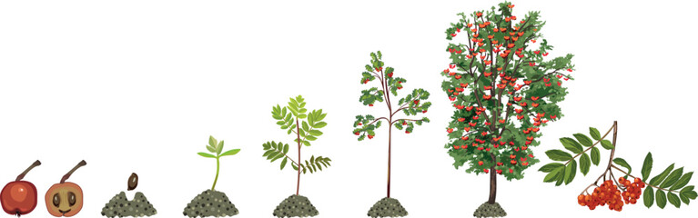 Naklejka premium Life cycle of rowan tree (Sorbus aucuparia). Growth stages from seed and sprout to old treewith green leaves and many red berries in crown isolated on white background 