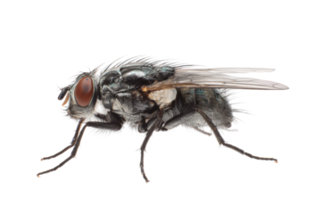 Close-up action of a fly on macro photography