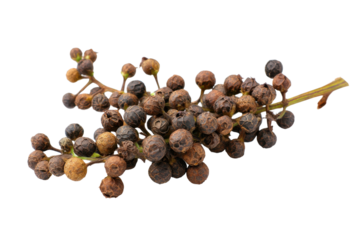 Harvesting dried berries farm botanical study outdoor close-up