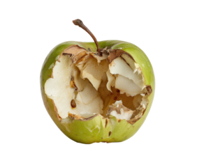 Rotten apple, bitten,  pale green, decaying flesh