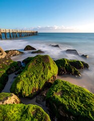 Coastal rocks, seaweed, and calm sea