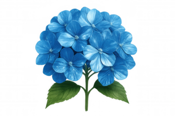 Vibrant blue hydrangea cluster blooming with verdant foliage, presenting clean transparent backdrop for graphic design applications