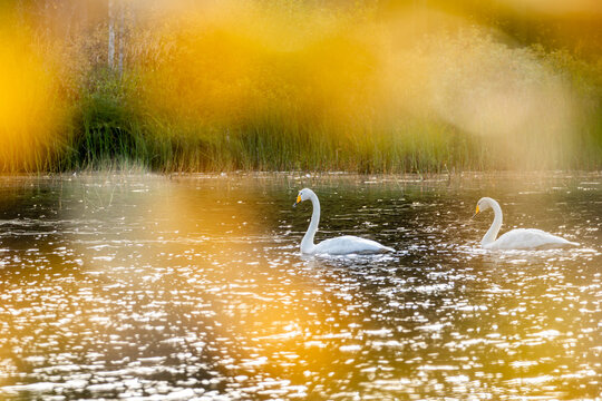 Pair of beautiful whooper swans, Cygnus cygnus in white plumage swimming in the lake during autumn foliage in Northern Finland