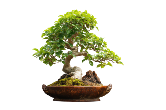 Bonsai tree care tips home garden article indoor close-up