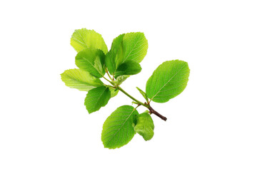 Fresh green leaves on branch nature scene