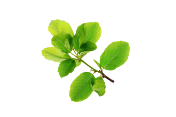Fresh green leaves on branch nature scene