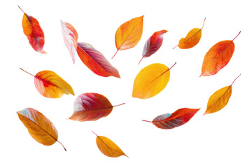 Falling autumn leaves nature scene photography isolated view