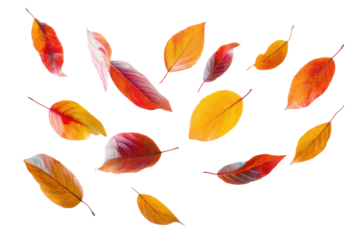 Falling autumn leaves nature scene photography isolated view