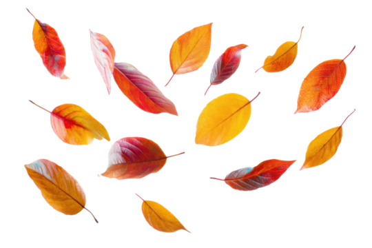 Falling autumn leaves nature scene photography isolated view