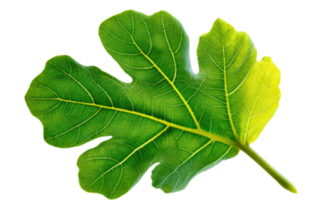 Fig leaf close-up nature photography isolated green background