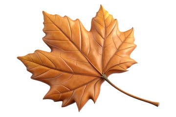 Obraz premium Single isolated dry autumn sycamore leaf detailed texture orange hues realistic nature study transparent background