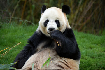 Obraz premium Giant panda eating bamboo in lush green grass