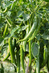 Fototapeta premium Chili pepper plant with many long, slender hot green spicy chili peppers hanging from its branches, surrounded by green leaves in the sun