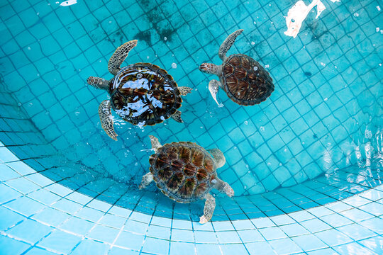 Sea turtles at conservation nursery center in aquatic habitat, top view