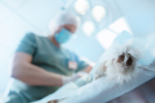 Pet lying on operating table of veterinary clinic, blue light. Veterinarian during dog surgery